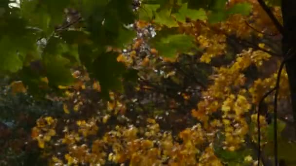 Frunzele de arțar de toamnă în vânt . — Videoclip de stoc