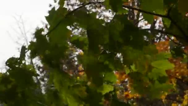 Groene esdoorn bladeren op een achtergrond van gele bladeren — Stockvideo