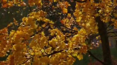 Rüzgarlı havada sonbahar yapraklarıyla sallanan akçaağaç..