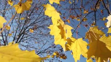 Sonbahar akçaağaç yaprakları mavi gökyüzüne karşı.