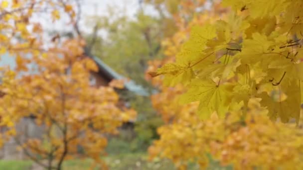 Őszi juharfa ágak sárga levelek ingadoznak a szélben. — Stock videók