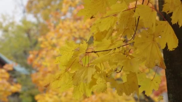 Кленовая ветвь с осенью желтые листья на ветру. — стоковое видео