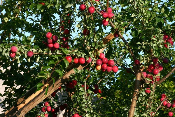 Pruimenboom met rood fruit. — Stockfoto