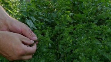 Nane yapraklarını koparan eller..