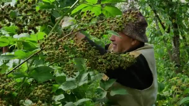 Un anciano se encarga de la mora en el jardín. — Vídeos de Stock