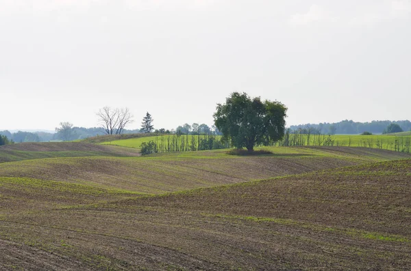 Plowed Field Springtime — Stock Photo, Image