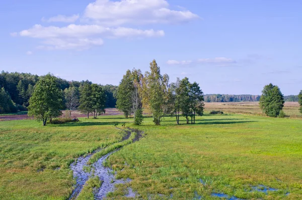 Terrain Marécageux Dans Les Bois Bialowieza Pologne — Photo