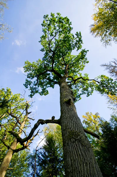 Bialowieza 树林中的树枝和茂盛的波兰 — 图库照片