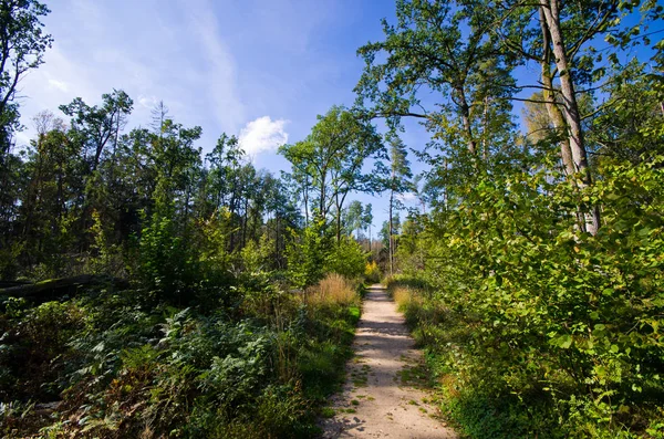 Polonya Eski Bialowieza Orman — Stok fotoğraf