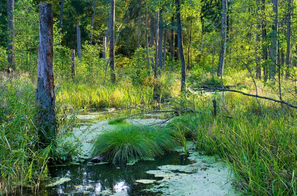 Moerassig Terrein Bialowieza Bos Polen — Stockfoto