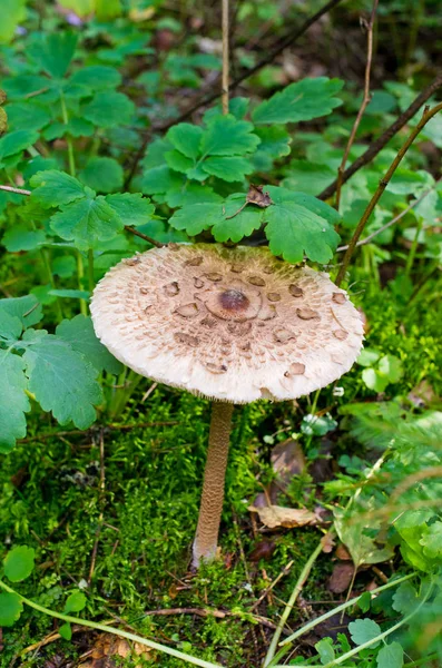 Edible Kania Mushroom Poland — Stock Photo, Image