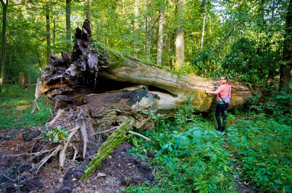 Grand Tronc Arbre Femme Bialowieza Pologne — Photo