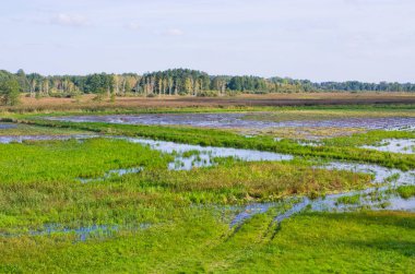 Bataklık arazi Bialowieza ormanda - Polonya