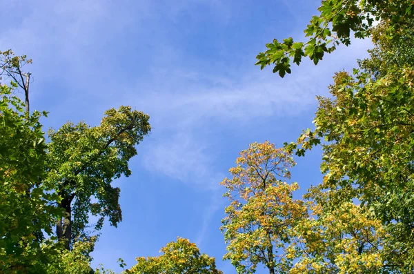 Cielo e foglie — Foto Stock
