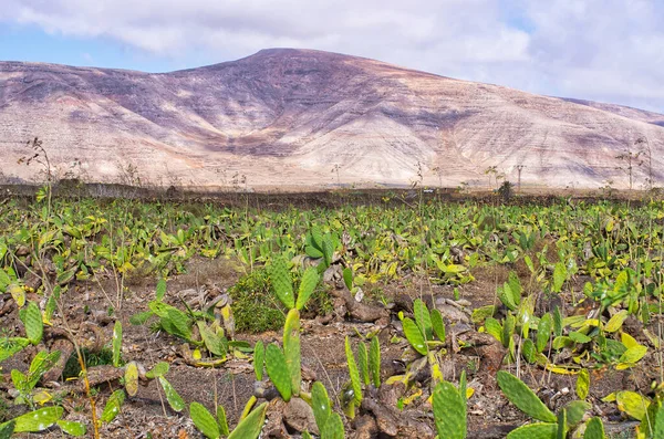 Pole Plné Kaktusů Lanzarote Španělsko — Stock fotografie