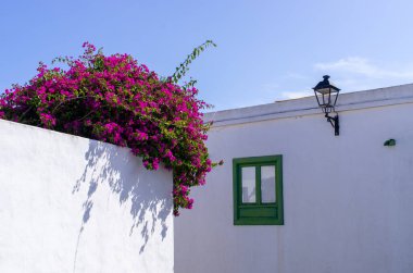 Pencereli ve çiçekli beyaz duvar