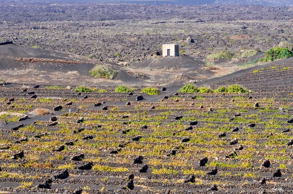 Típicos Viñedos Volcánicos Lanzarote Island España — Foto de Stock