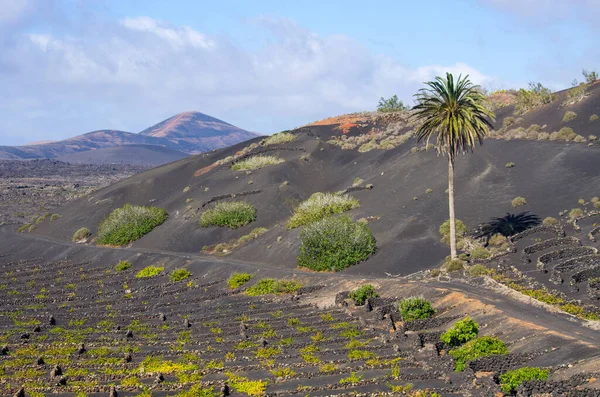 Vignobles Volcaniques Typiques Île Lanzarote Espagne — Photo