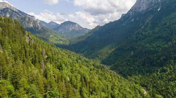 Вид Висоти Гірський Хребет Хвойними Деревами — стокове фото