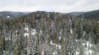 Dağlar karla kaplı çam şubelerinde havadan görünümü.