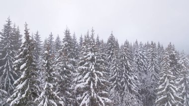 Karla kaplı çam dallarının havadan görünümü.