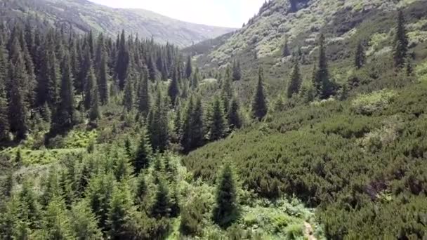 Vista Aérea Del Paisaje Montañoso Verano Cárpatos Ucrania — Vídeos de Stock