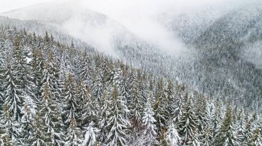 Dağlar karla kaplı çam şubelerinde havadan görünümü.