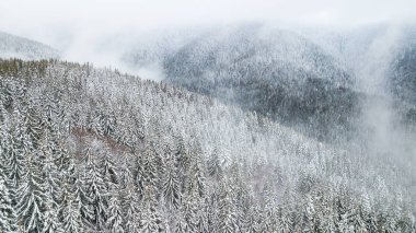 Dağlar karla kaplı çam şubelerinde havadan görünümü.