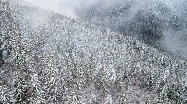 Dağlar karla kaplı çam şubelerinde havadan görünümü.