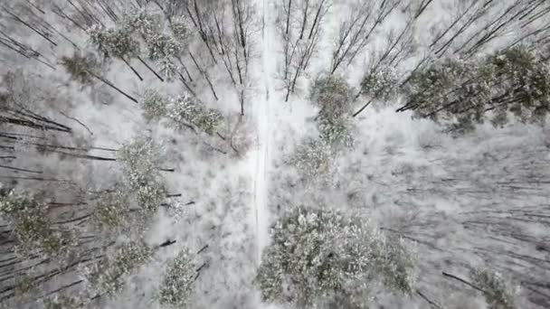 Vue Aérienne Forêt Mixte Hivernale Enneigée Vue Dessus Depuis Drone — Video