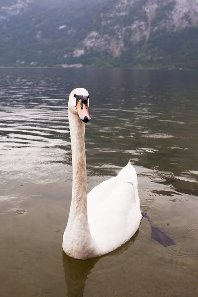 White Swan Swims Lake City Hallstat Austria — Stock Photo, Image