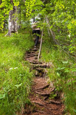 Bir iz kökleri ile ormanda olur.