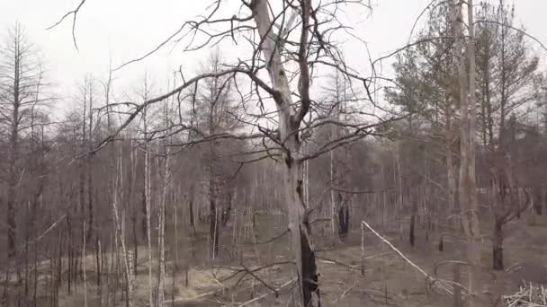 Vista Aérea Floresta Após Incêndio — Vídeo de Stock