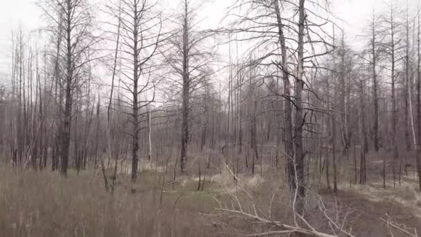 Veduta Aerea Della Foresta Dopo Incendio — Video Stock