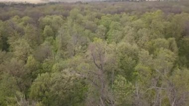 Uzun boylu, yeşil ağaçlar ile yeşil bir ormanın havadan görünümü