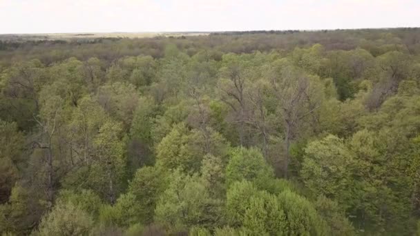 Letecký Pohled Zelený Les Vysoký Zelené Stromy — Stock video