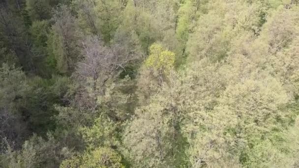 Vista Aérea Uma Floresta Verde Com Árvores Altas Verdes — Vídeo de Stock