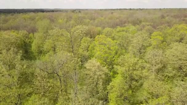 Vue Aérienne Une Forêt Verte Avec Grands Arbres Verts — Video