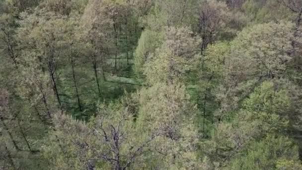 Вид Воздуха Зеленый Лес Высокими Зелеными Деревьями — стоковое видео