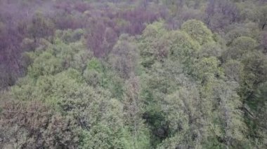Uzun boylu, yeşil ağaçlar ile yeşil bir ormanın havadan görünümü