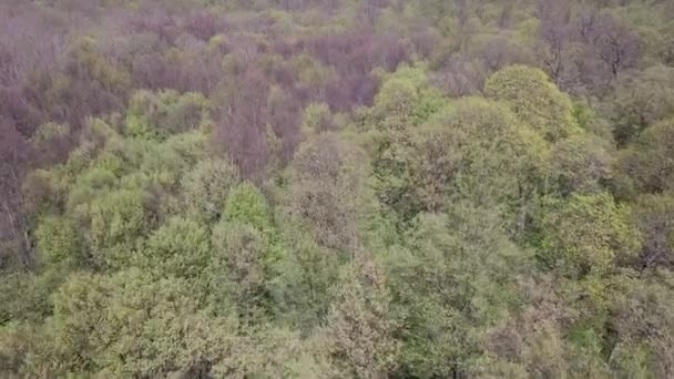 Вид Воздуха Зеленый Лес Высокими Зелеными Деревьями — стоковое видео