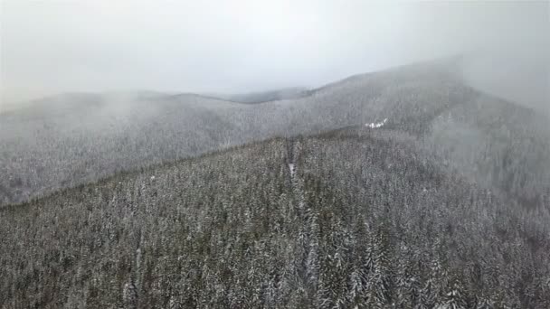 雪に覆われた松の木の空撮 — ストック動画