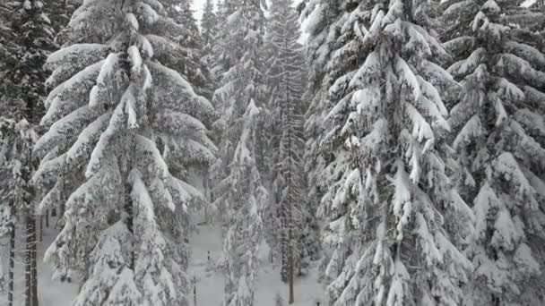 Aerial View Snow Covered Pine Tree — Stock Video