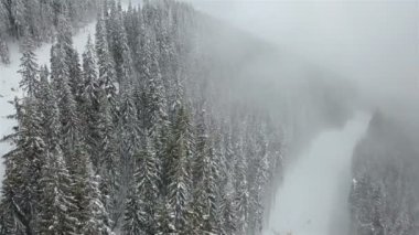 Karla kaplı çam ağacının havadan görünümü