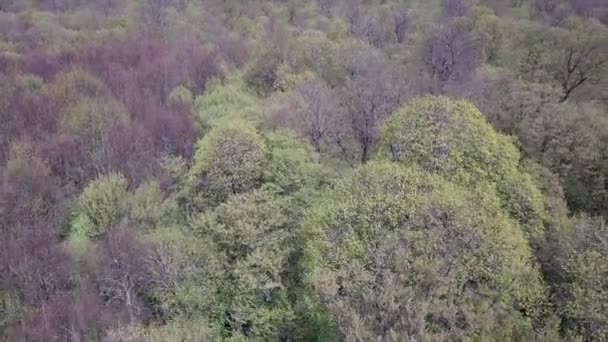 Luchtfoto Van Een Groen Bos Met Grote Groene Bomen — Stockvideo