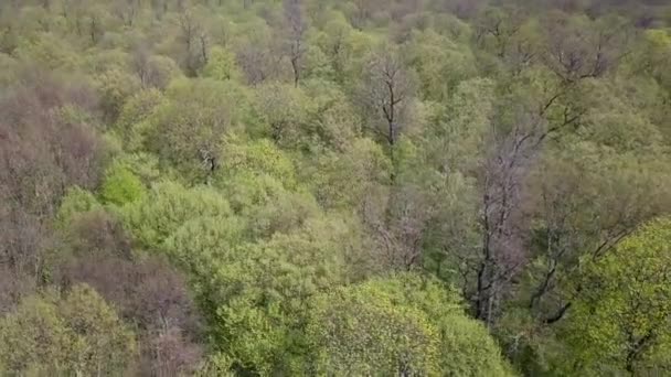 Вид Воздуха Зеленый Лес Высокими Зелеными Деревьями — стоковое видео