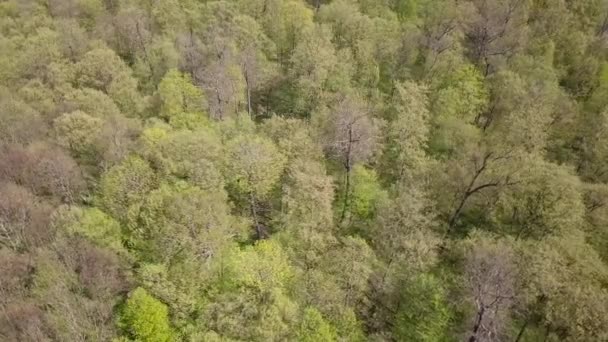 Vista Aérea Uma Floresta Verde Com Árvores Altas Verdes — Vídeo de Stock