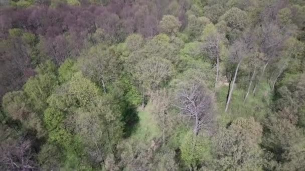 Luchtfoto Van Een Groen Bos Met Grote Groene Bomen — Stockvideo