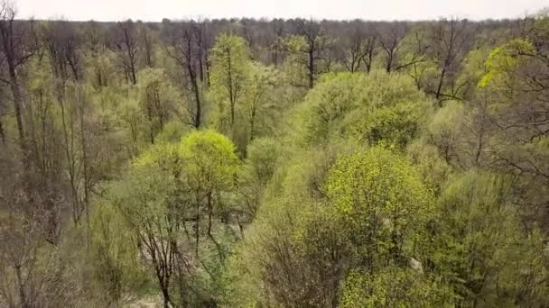 Vista Aérea Uma Floresta Verde Com Árvores Altas Verdes — Vídeo de Stock