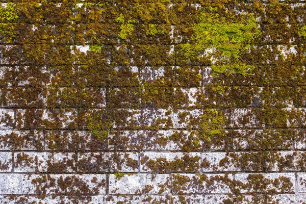 Pared de piedra cubierta con musgo verde —  Fotos de Stock